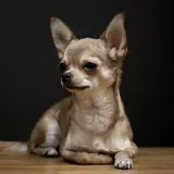 Chihuahua Wallpapers