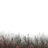 50,000+ Trees Fog Pictures