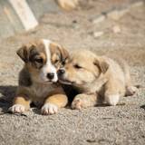 Two Cute Puppies · Free Stock Photo