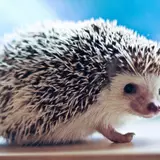 Hedgehogs Wallpapers