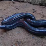 Caecilians Wallpapers