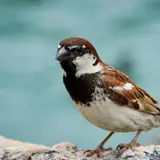 House Sparrow Wallpapers