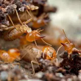 Termite Wallpapers