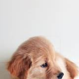 Iphone Cute Puppy Cute Dog Wallpapers